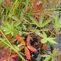 leafy water plants