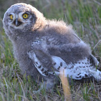 snowy owl