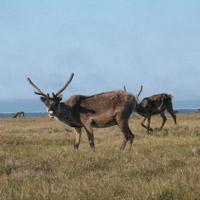 caribou on tundra