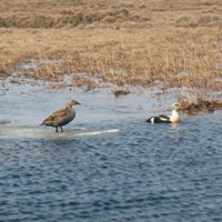 tundra birds