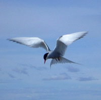 arctic tern