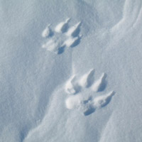 tracks in snow