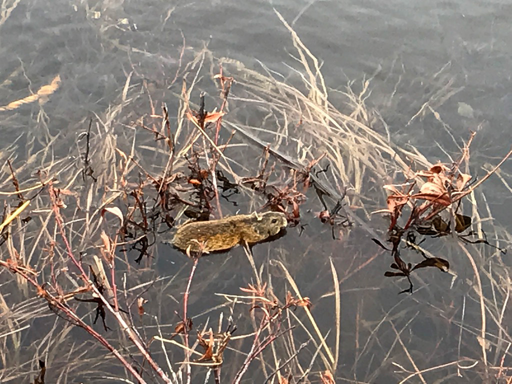 FishCreek Middle Snowman Lake